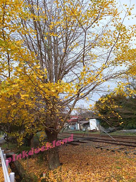 2015十一月秋末賞楓 D6-1市原養老溪谷駅賞楓(紅葉狩り)