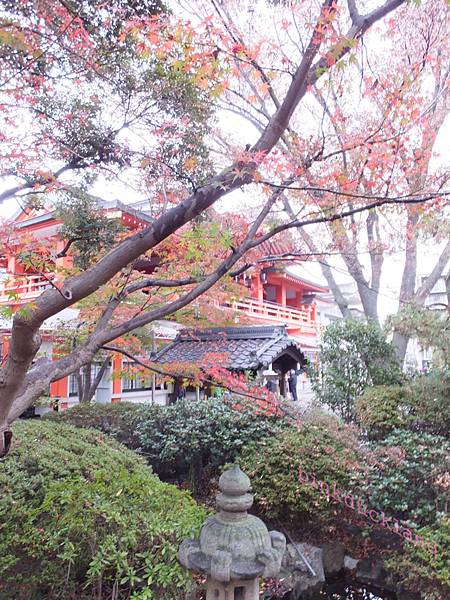 【日本千葉】2015十一月秋末賞楓 D10-1 千葉市 千葉神社