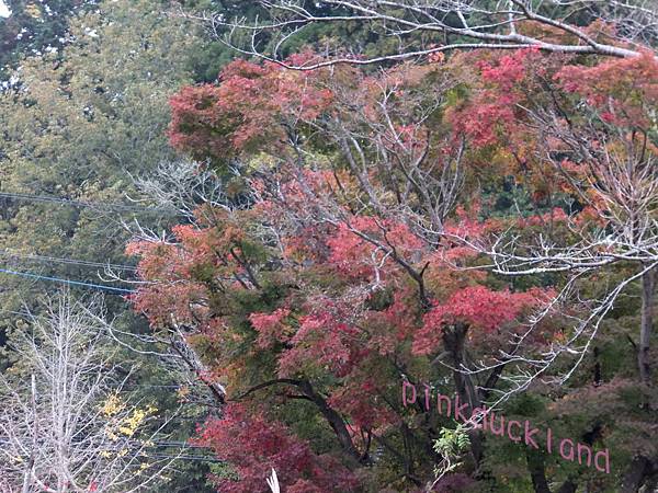 【日本千葉】2015十一月秋末賞楓 D11 龜山湖 (君津市)