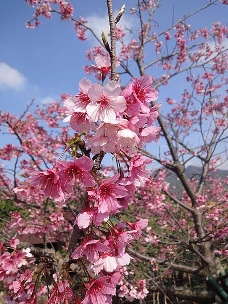 吉野櫻