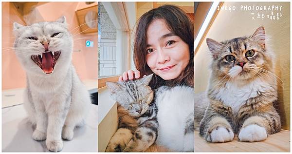 高雄 | 半刻貓·有貓的咖啡館 嚕貓的天堂 環境溫馨舒服