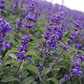 DSC05923.jpg