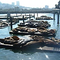 The Pier 39!