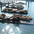 Sea Lions!