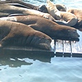 睡相可愛的海獅們!
