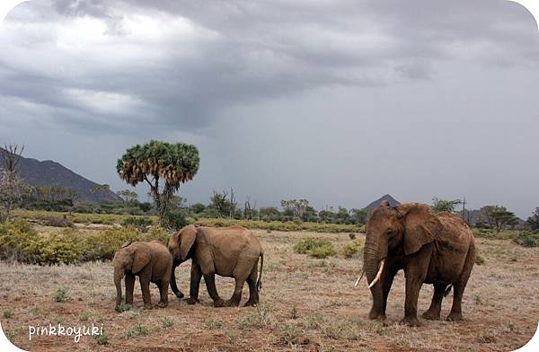 Elephants (mom&baby).jpg