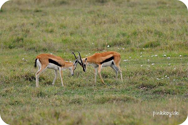 湯氏瞪羚（Thomson’s Gazelle）