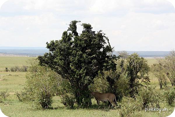 Lion in Marsai Mara.jpg