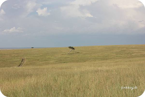 Masai Mara草原.jpg