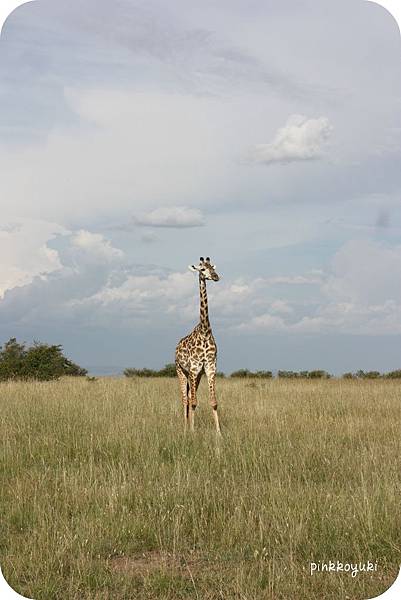 Masai giraffe