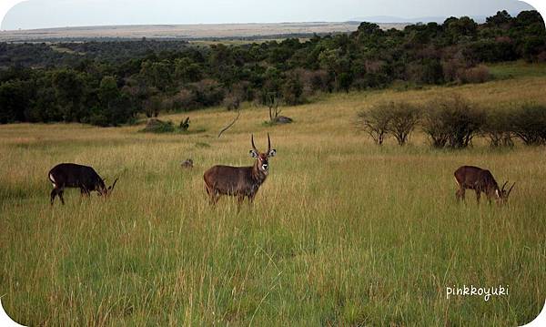 Waterbuck in Masai Mara.jpg