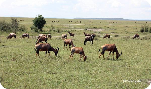 Topi in Masai Mara