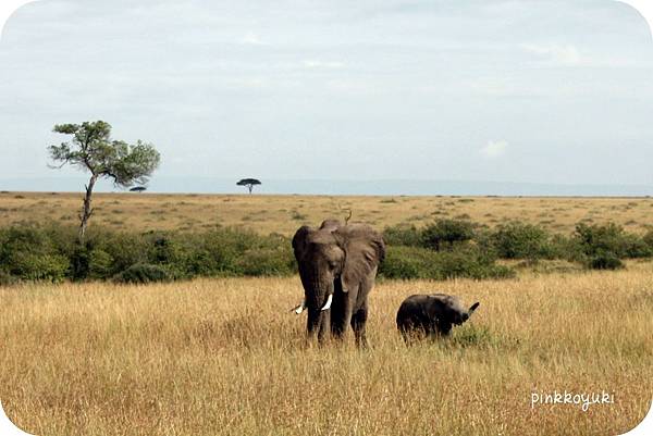 Elephant in Masai Mara.jpg