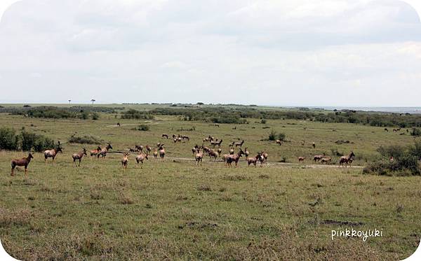 A group of Topi in Masai Mara.jpg