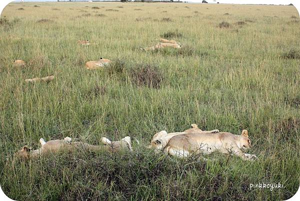 Lions in Masai Mara