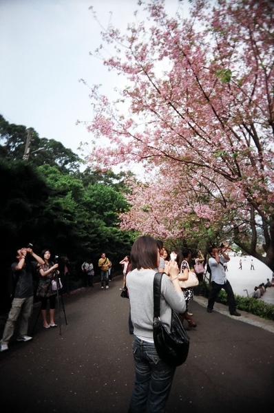 2009-03-22 三芝有櫻花&釣蝦趣