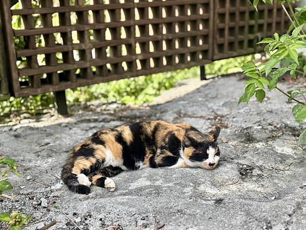 隨性的摳摳踵….