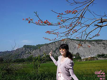 鳳凰花開超美