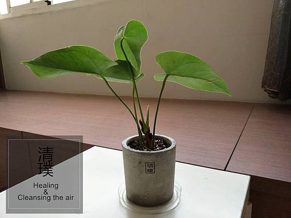 清璞文創新生活 清璞 植物 療育植物 盆栽 甲醛 空氣清淨