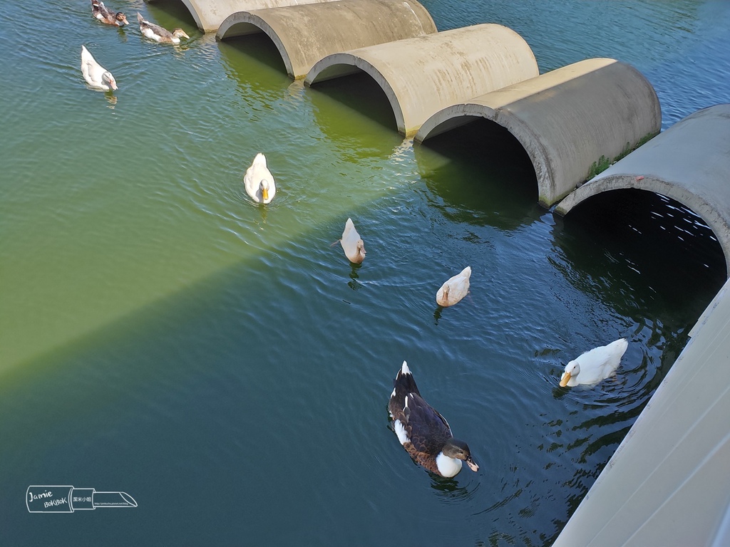 宜蘭 礁溪 甲鳥園 鴨舍 清水模 親子休閒.jpg