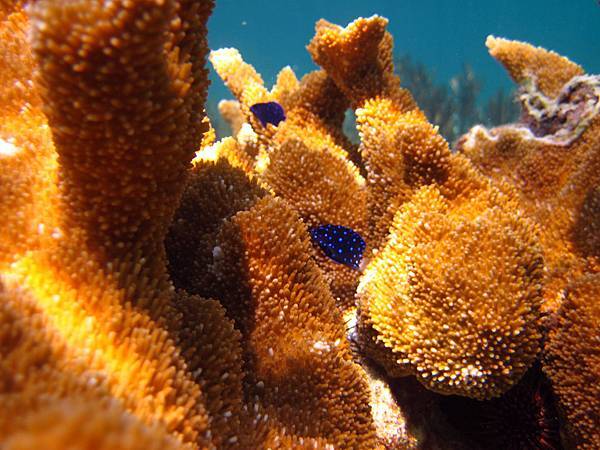 Acropora palmata and Juvile Yellowtail Damselfish.JPG