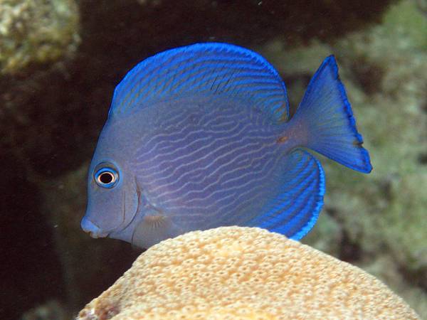 Blue Tang.JPG