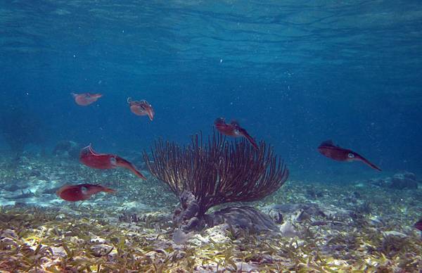 Caribbean Reef Squids (Gonzalo).JPG