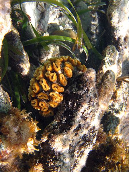 Flower Coral (Gonzalo).JPG