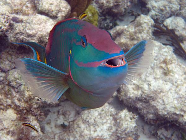 Stoplight Parrotfish.JPG