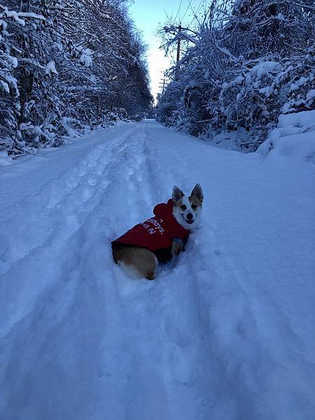 2021年的冬天  -  雪