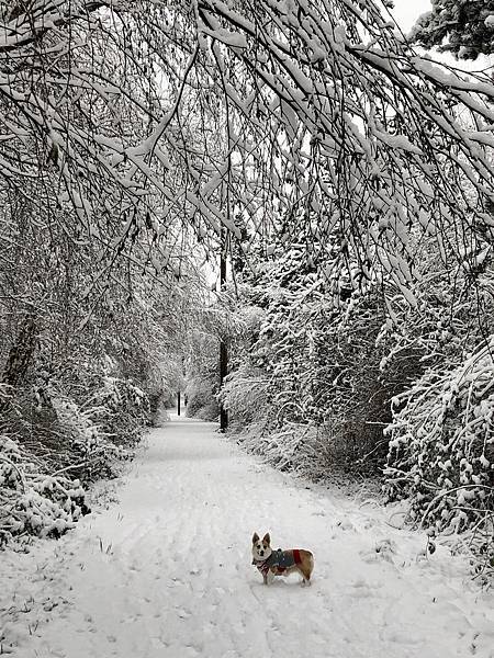 2021年的冬天  -  雪