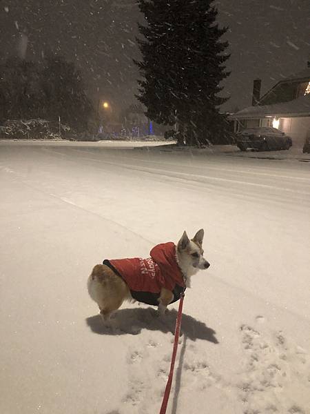 2021年的冬天  -  雪