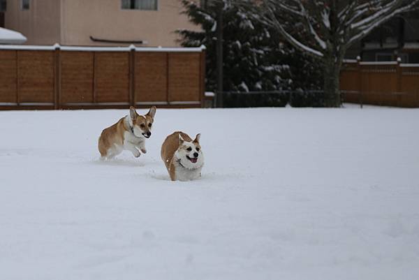 2021年的冬天  -  雪