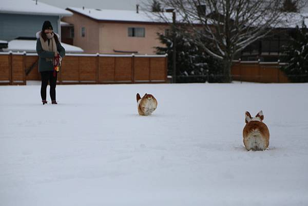 2021年的冬天  -  雪