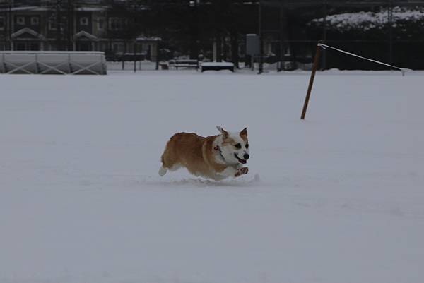 2021年的冬天  -  雪