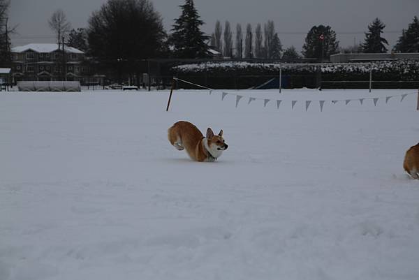 2021年的冬天  -  雪