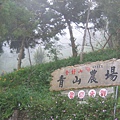 金針山上賞花的著名景點：青山農場