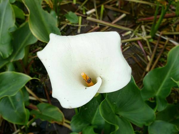 calla lilies (3).jpg