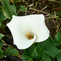 calla lilies (3).jpg