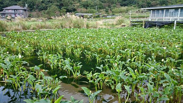 calla lilies.JPG