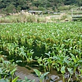 calla lilies.JPG