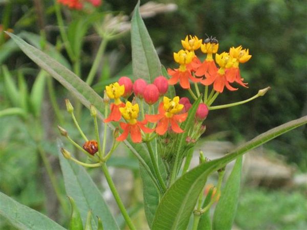 路邊的野花