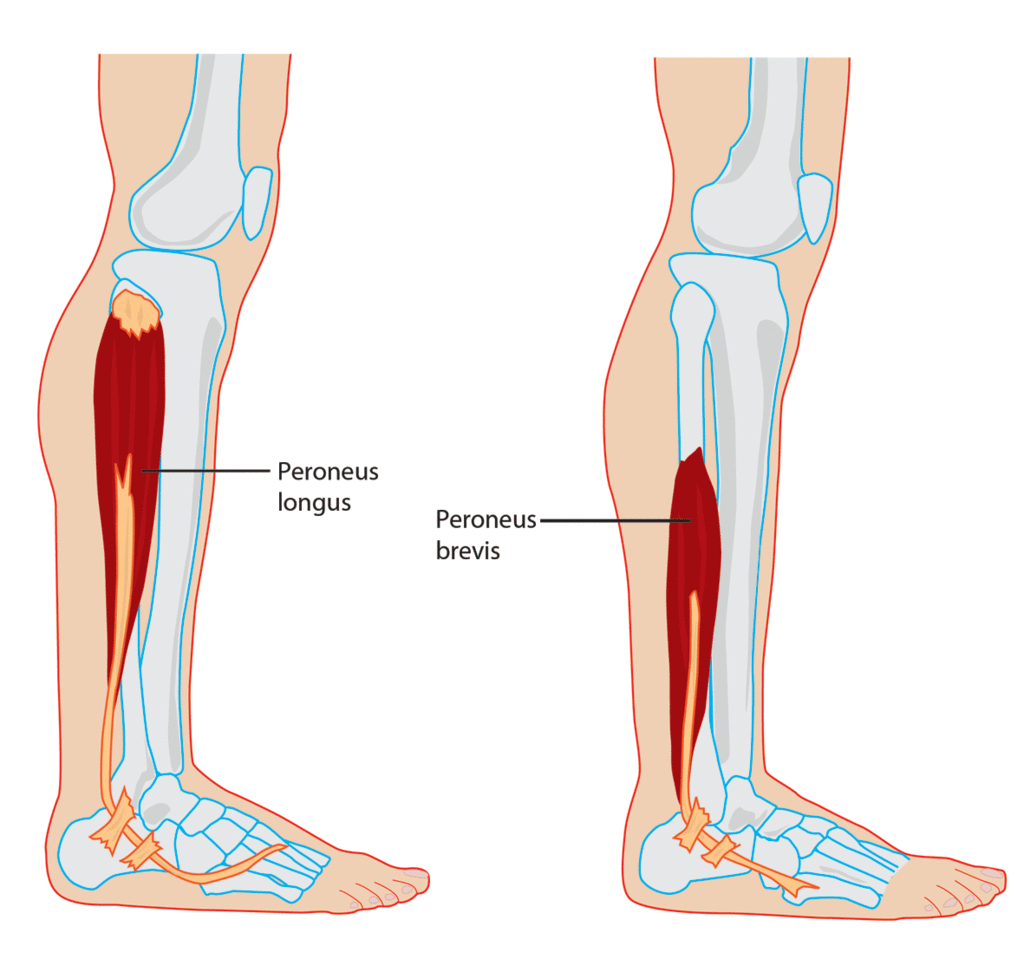 peroneal-anatomy.gif