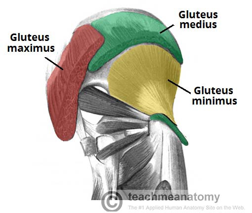 Superficial-Muscles-of-the-Gluteal-Region.jpg