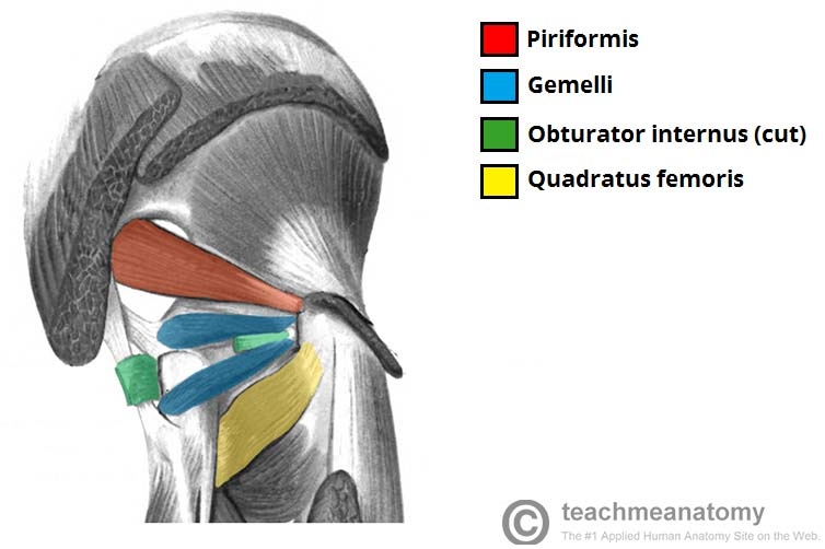 Deep-Muscles-of-the-Gluteal-Region.jpg