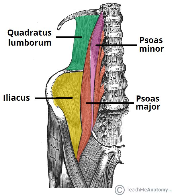 Muscles-of-the-Posterior-Abdominal-Wall.jpg