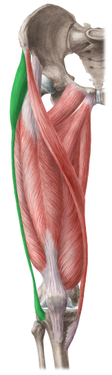 content_content_Tensor_fasciae_latae_muscle.png