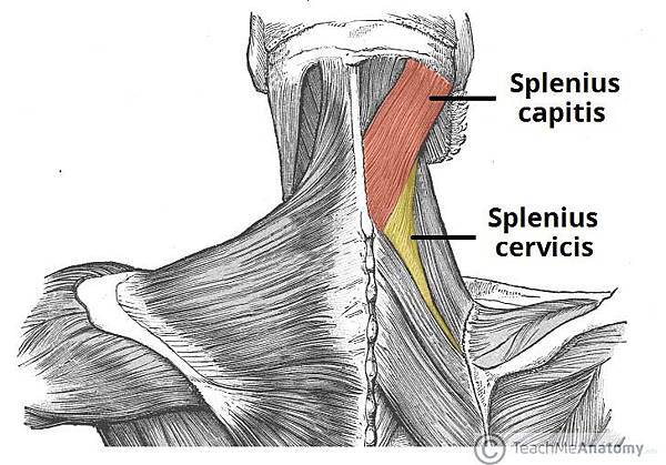 The-Splenius-Muscles-of-the-Back.jpg