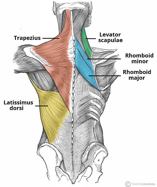 Superficial-Muscles-of-the-Back-857x1024.jpg