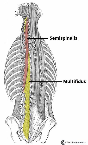 The-Deep-Intrinsic-Muscles-of-the-Back-Multifidus-and-Semispinalis-623x1024.jpg